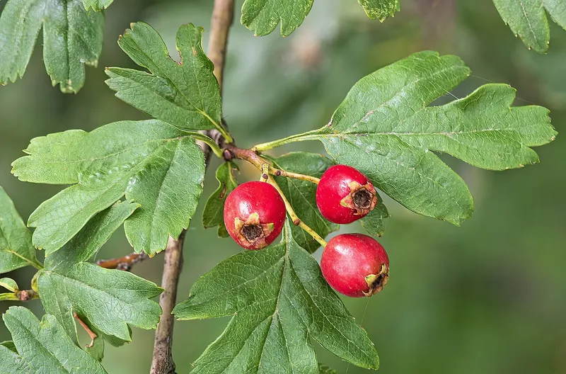 हॉथोर्न अर्क (Crataegus)